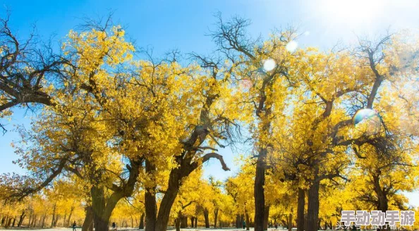 深度解析王者之光战盟系统的正确玩法及其重要作用简析