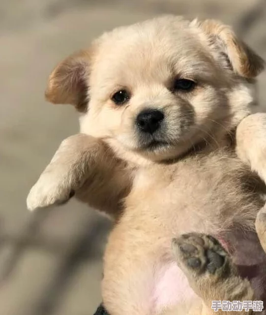 我的狗老公拉婆婆一起，真是太有趣了！这只狗狗真是个小调皮，逗得大家哈哈大笑