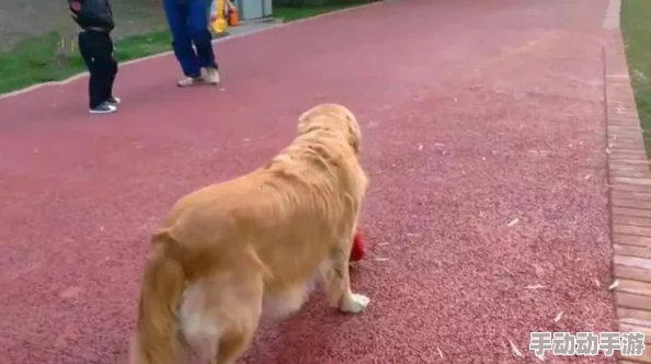 我的狗老公拉婆婆一起，真是太有趣了！这只狗狗真是个小调皮，逗得大家哈哈大笑