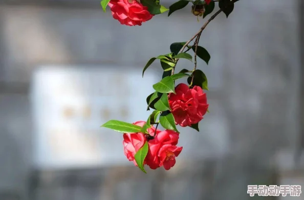 高清女大学毛片网友认为这种内容不应被传播，可能对年轻人产生负面影响，呼吁加强网络监管和自我保护意识