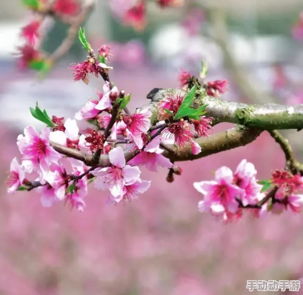 桃花网友认为桃花象征着爱情与美好，许多人在春天时会特意去赏花，感受自然的魅力和浪漫气息