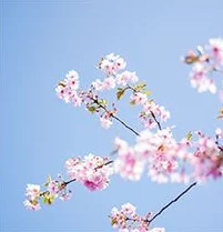 打烊后仅剩的沙龙樱花片尾曲，旋律悠扬，让人感受到春天的气息，十分动人