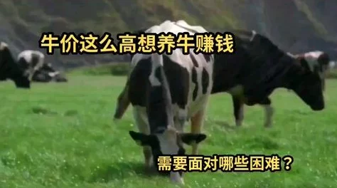 牛牛AV，内容丰富多样，真是让人眼前一亮，值得一看！