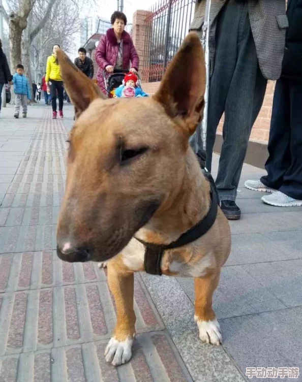 中国撒尿毛茸茸：最新研究揭示其独特生态习性及对环境的影响，引发科学界广泛关注与讨论