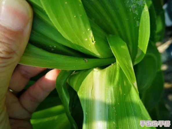一性一交一配一伧：解析生物繁殖模式及其对生态系统的影响与演化机制