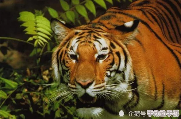 久久久国产精品四虎,内容丰富多样,让人欲罢不能,值得一看! 久久久国产精品四虎,内容丰富多样,让人欲罢不能,值得一看!