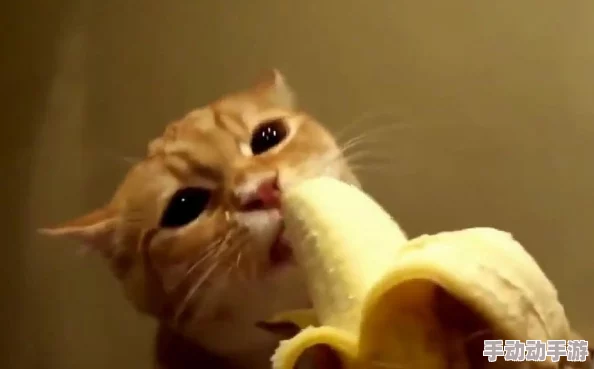 久久香蕉国产观看猫咪3atv网友认为这个视频内容新颖有趣，猫咪的表现十分可爱，值得一看