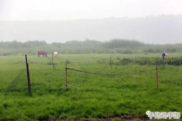 食物语游戏攻略：助战伙伴搭配选择全解析，哪个组合最厉害？