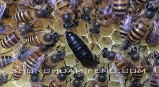 老王和皇后二三事第3关通关秘籍：巧妙倾斜手机解锁新挑战