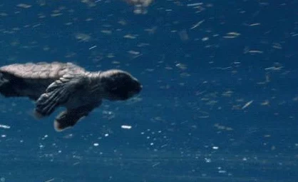 嗯灬啊灬把腿张开灬动态图让我们在生活中保持积极向上的态度勇敢追求梦想创造美好未来