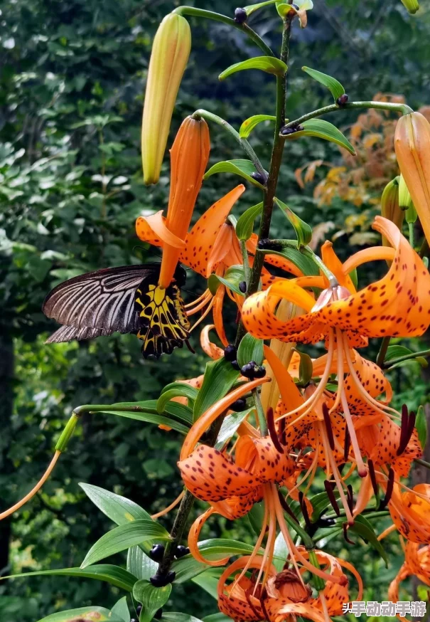 《我的世界》滑翔翅获取方式全面深度分析详解及实用技巧指南 《我的世界》滑翔翅获取方式全面深度分析详解及实用技巧指南