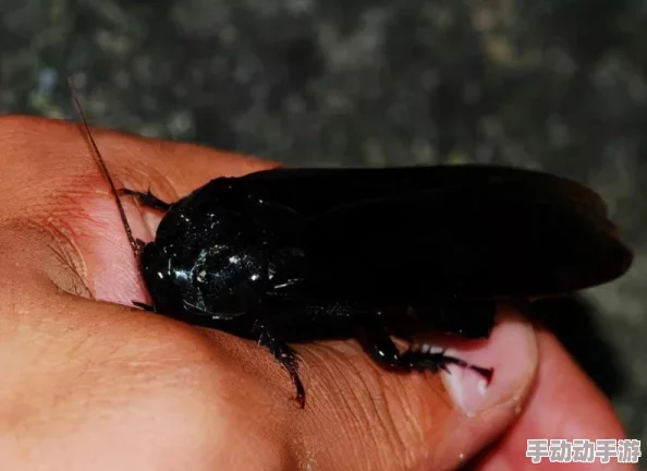 《我的世界》滑翔翅获取方式全面深度分析详解及实用技巧指南 《我的世界》滑翔翅获取方式全面深度分析详解及实用技巧指南