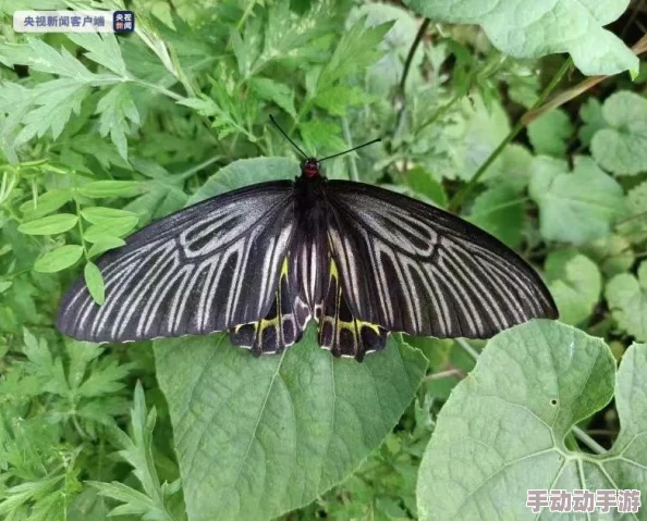 《我的世界》滑翔翅获取方式全面深度分析详解及实用技巧指南 《我的世界》滑翔翅获取方式全面深度分析详解及实用技巧指南