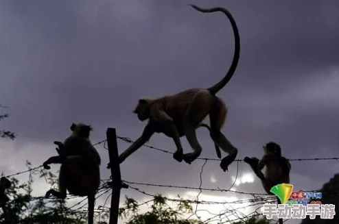 印度肥妇毛茸茸bbwbbw网友推荐这部作品展现了独特的文化视角和真实的人物形象值得一看让人感受到不同的美与魅力 印度肥妇毛茸茸bbwbbw网友推荐这部作品展现了独特的文化视角和真实的人物形象值得一看让人感受到不同的美与魅力