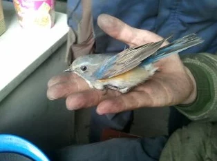 一级黄色大毛片其实是指一种罕见的鸟类羽毛颜色变异,这种现象在自然界中极为少见,常被视为大自然的奇迹和生物多样性的象征 一级黄色大毛片其实是指一种罕见的鸟类羽毛颜色变异,这种现象在自然界中极为少见,常被视为大自然的奇迹和生物多样性的象征