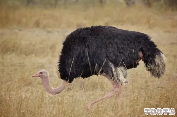一级黄色大毛片其实是指一种罕见的鸟类羽毛颜色变异,这种现象在自然界中极为少见,常被视为大自然的奇迹和生物多样性的象征 一级黄色大毛片其实是指一种罕见的鸟类羽毛颜色变异,这种现象在自然界中极为少见,常被视为大自然的奇迹和生物多样性的象征