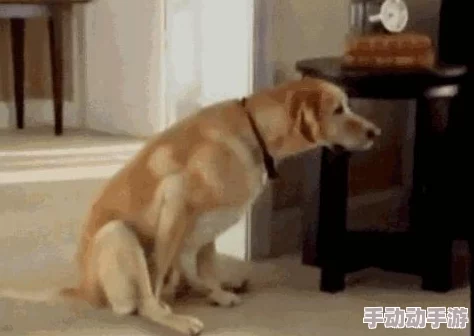 狗狗卡在我下面好疼最新进展消息：经过兽医的检查，发现狗狗只是受了轻微的伤，目前已得到妥善处理和照顾