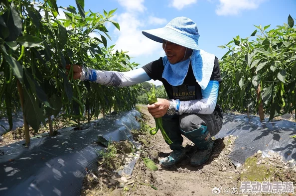 国产香蕉在线视频一级毛片助力乡村振兴带动农民增收