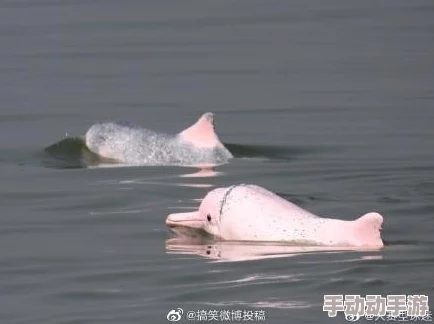 免费一级小视频在线播放惊喜不断，限时优惠放送中