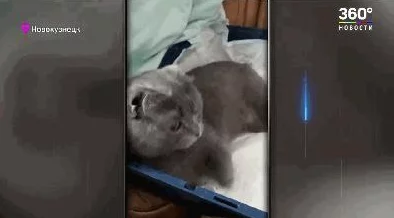 命运冠位指定FGO本能寺活动大焦热地狱挑战高效阵容搭配推荐攻略