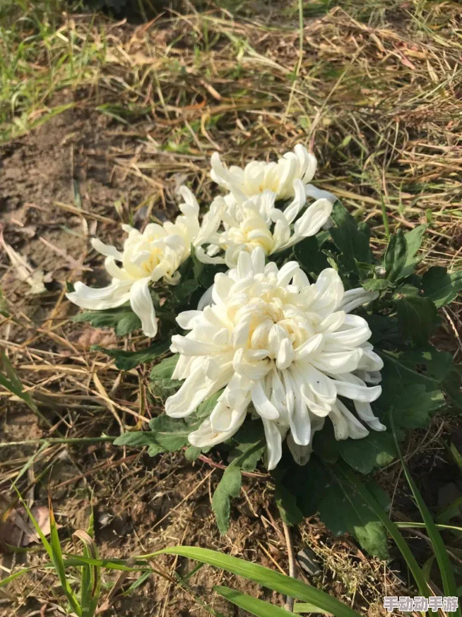 错一道题在菊花里放一支笔仙尊