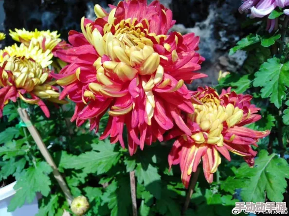 错一道题在菊花里放一支笔仙尊