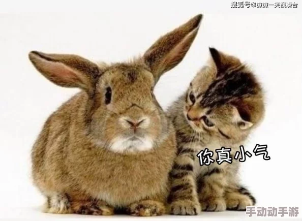 衬衫里的小兔子蹦来蹦去卧底