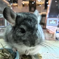 衬衫里的小兔子蹦来蹦去卧底