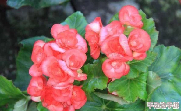 打扑克又叫又痛花繁叶茂 打扑克又叫又痛花繁叶茂