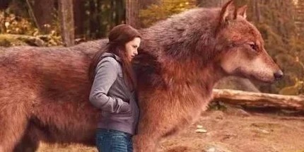 狼好色视频这部影片通过幽默的手法展现了动物界的爱情故事 狼好色视频这部影片通过幽默的手法展现了动物界的爱情故事