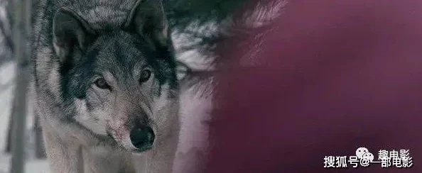 狼好色视频这部影片通过幽默的手法展现了动物界的爱情故事 狼好色视频这部影片通过幽默的手法展现了动物界的爱情故事