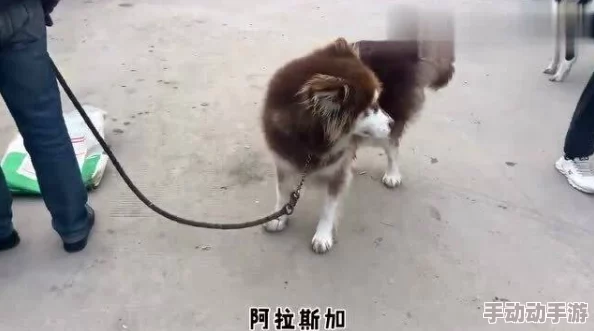 面包车触手小奶狗