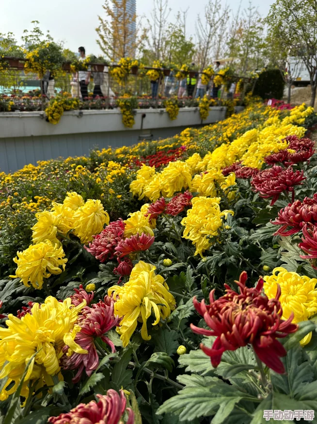 部落冲突11本阵型新潮流解析：部落战巧用菊花阵，保杯策略孤岛防御盛行