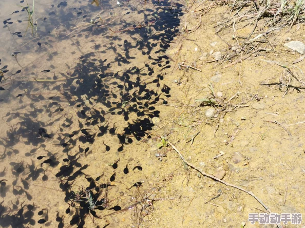 蝌蚪窝一个神奇的网站九龙天帝