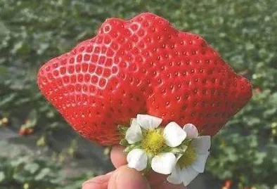 草莓视频污污污污恕不原谅