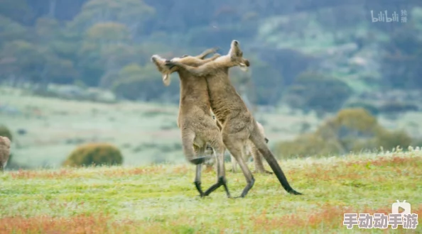 人禽无码视频在线观看提供多种动物与人类互动的影片，适合研究行为学或娱乐观赏
