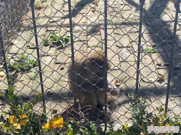 人禽无码视频在线观看提供多种动物与人类互动的影片，适合研究行为学或娱乐观赏