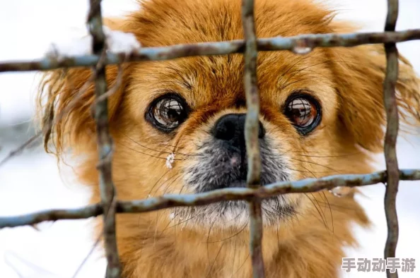 欧美人与动物性行为视频播放此类内容可能涉及法律和道德问题，请谨慎观看