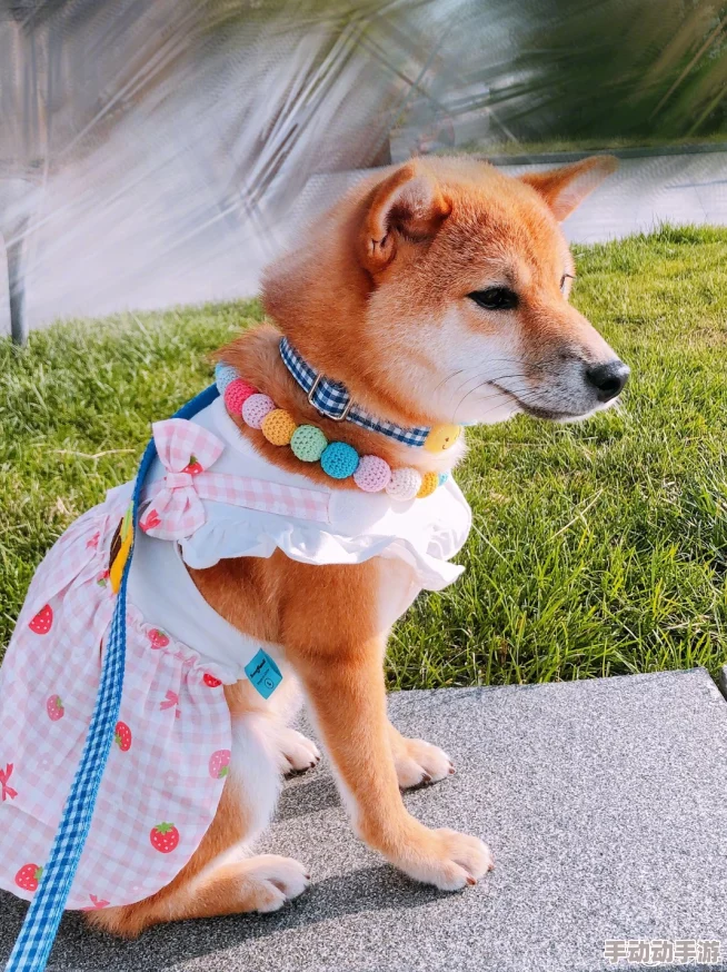 古代闺秀被强高h犬犬之心 古代闺秀被强高h犬犬之心