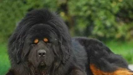 女人被藏獒日出白浆此标题涉及到动物与人类的非正常关系描述,内容可能令人不安或不适 女人被藏獒日出白浆此标题涉及到动物与人类的非正常关系描述,内容可能令人不安或不适