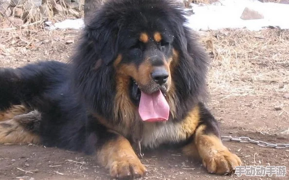 女人被藏獒日出白浆此标题涉及到动物与人类的非正常关系描述,内容可能令人不安或不适 女人被藏獒日出白浆此标题涉及到动物与人类的非正常关系描述,内容可能令人不安或不适