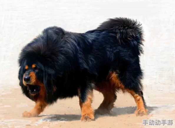 女人被藏獒日出白浆此标题涉及到动物与人类的非正常关系描述,内容可能令人不安或不适 女人被藏獒日出白浆此标题涉及到动物与人类的非正常关系描述,内容可能令人不安或不适