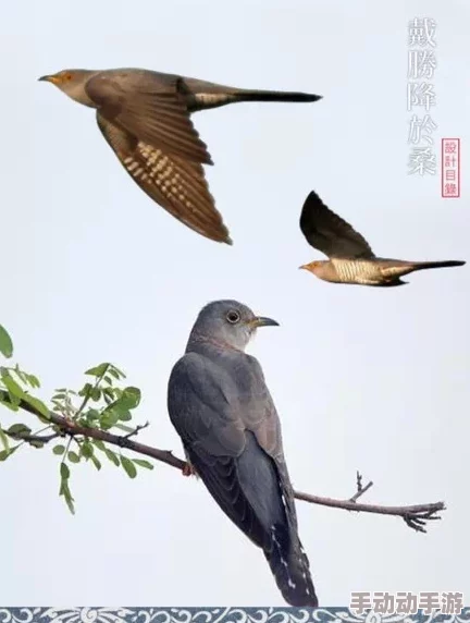 17c网站子规声声