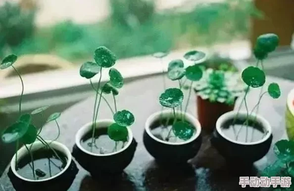 日日插夜夜操最近发现了一种神奇的植物，可以在月光下发光，吸引了许多生物学家前来研究