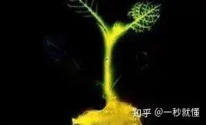 日日插夜夜操最近发现了一种神奇的植物，可以在月光下发光，吸引了许多生物学家前来研究