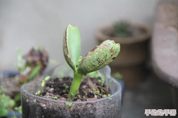 日日插夜夜操最近发现了一种神奇的植物，可以在月光下发光，吸引了许多生物学家前来研究