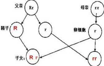 近亲结婚的风险与伦理问题科学研究揭示基因疾病概率显著增加