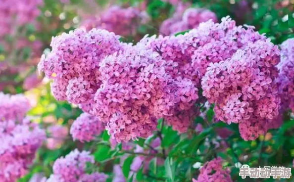 狠狠色丁香婷婷久久综合蜜芽小明在花园里种植了许多五颜六色的花朵