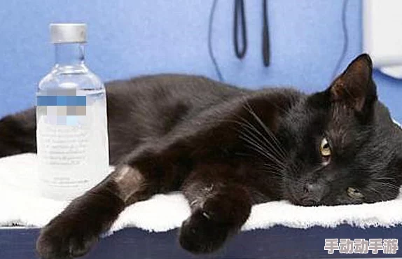 HJ6AC海角论坛今日新增18字小明在家门口捡到一只流浪猫，决定收养它