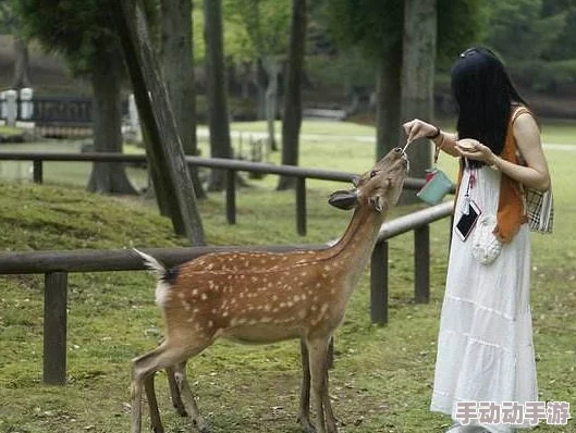 真昼之禁猎区近日，公园内发现罕见白化鹿踪迹，吸引众多游客前来观赏